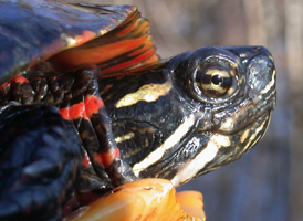Painted Turtle